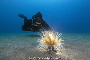 Anemone with diver by Petteri Viljakainen 